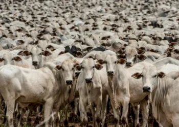 Veja aqui Cotações mistas do Agro