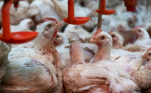 Exportações de carne de frango em ritmo de recuperação
