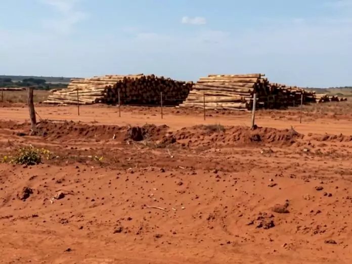 MPMS apura possível degradação de mais de 400 nascentes em plantações