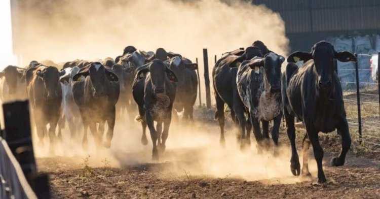 Brasil faz primeira exportação de Girolando para Botswana