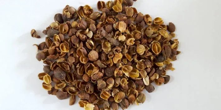 Pesquisa avalia reaproveitamento de resíduos da cafeicultura para reduzir uso de fertilizantes no Acre
