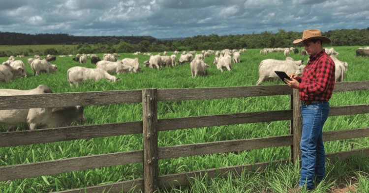 Tabela de preços apurados pela Agrifatto já trabalha com boi gordo a R$ 340/@ em SP