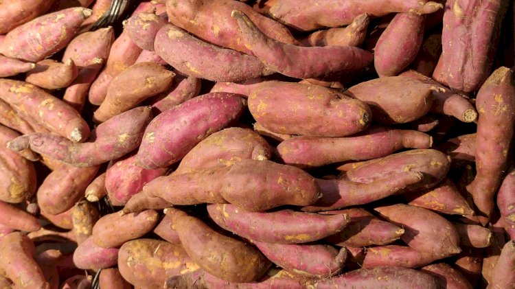 Etanol de batata-doce ganha reforço em SP com parceria para criar cultivares voltadas à bioenergia