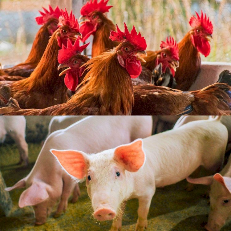 MATOPIBA reúne condições para avançar na produção de aves e suínos, avalia ABPA