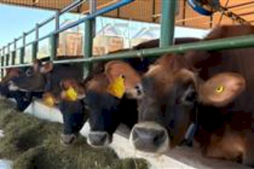 Sistema agrivoltaico e sustentabilidade: Unesp investiga possibilidades para a produção de leite