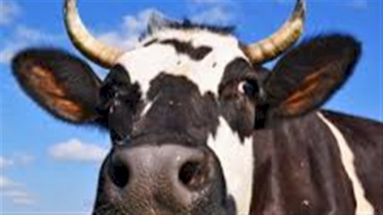 Vacas viram tokens e ampliam acesso ao crédito