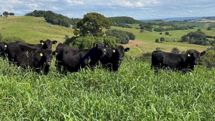 Mercado de terneiros encerra primeiro semestre de 2026 com valorização de 19porcento em Santa Catarina