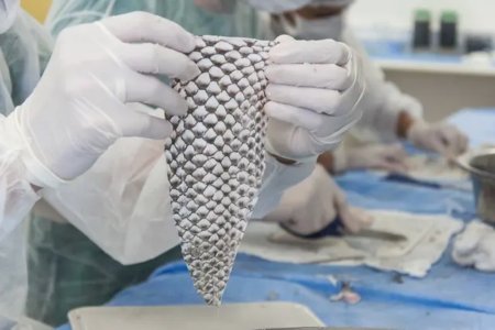 Brasil terá primeira fábrica do mundo de pele de tilápia para tratar queimaduras; entenda tecnologia