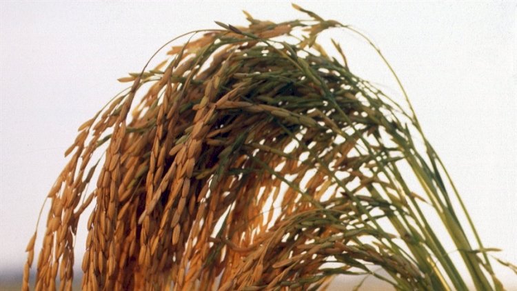 Arroz em casca pode entrar em novo patamar de preços