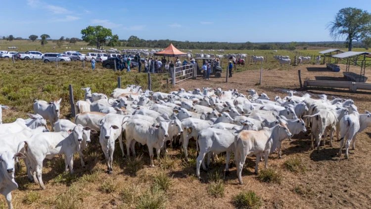 Gestão de pessoas desafia pecuária e reforça importância da qualificação no campo