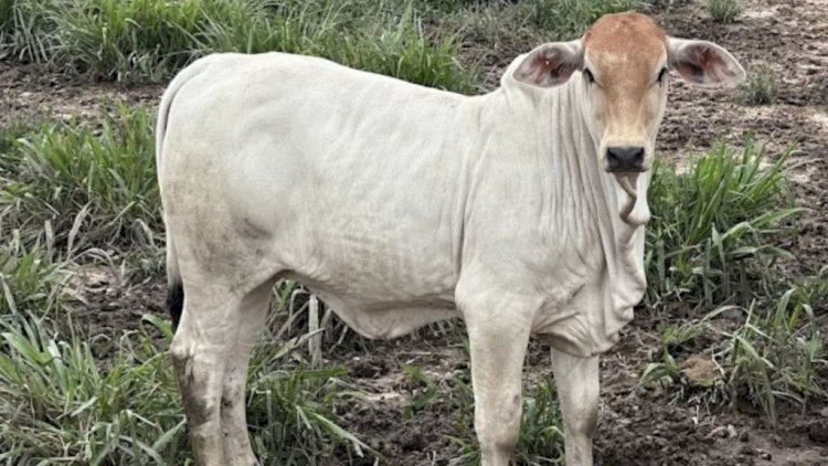 Preço do bezerro dispara quase 10porcento em 2026 e supera alta do boi gordo