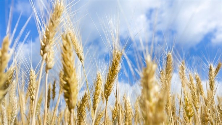 Mercado de trigo tem negócios pontuais no Sul