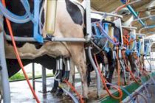 Ciência, genética e leite A2 impulsionam nova era da pecuária leiteira no Ceará