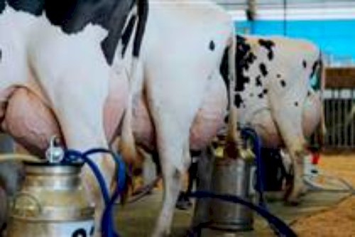 O que levou 55 mil produtores a deixar o leite no RS? Pesquisa da Emater investiga