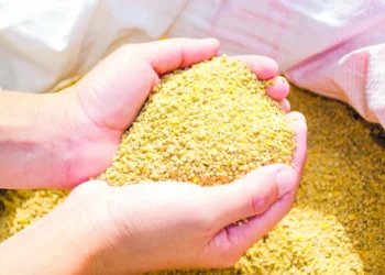 Conab seleciona empresas para venda de farelo de soja destinado à alimentação animal