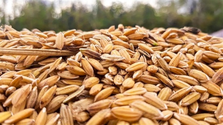 Consumo muda e desafia estratégias do setor arrozeiro