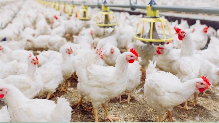 Exportações de carne de frango avançam 24,8porcento em agosto