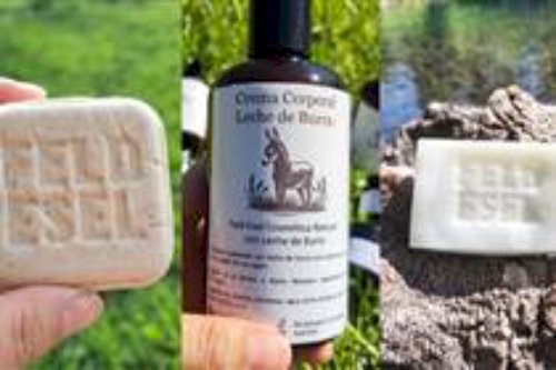 Curiosidade: leite de jumenta vira cosméticos no Chile; oportunidade para o semiárido brasileiro?