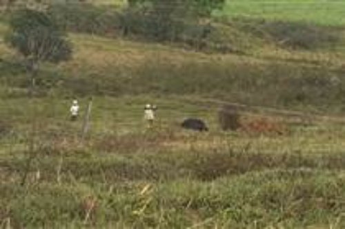 Vacas morrem eletrocutadas durante temporal no interior de SP; entenda os riscos