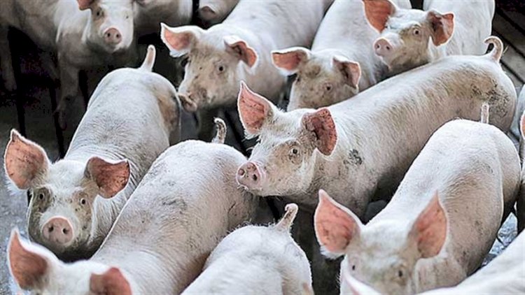 SUÍNOS: Cotações do vivo têm movimentos distintos