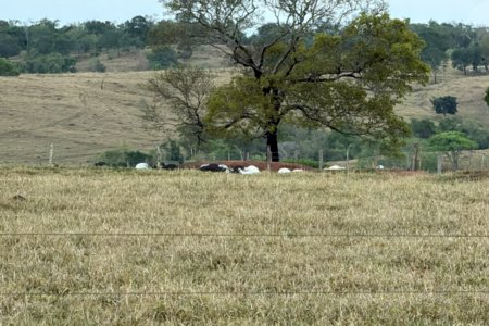 Choque mata dezenas de cabeças de gado que seriam leiloadas em Goiás; veja qual foi o prejuízo