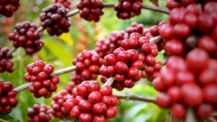 Chuva no Café! Florada da Safra 27/28 surpreende, mas alerta de El Niño acende sinal vermelho nas lavouras