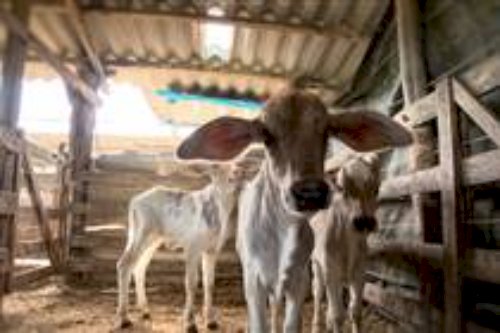 Vaca dá à luz bezerros trigêmeos no ES e surpreende produtor: 