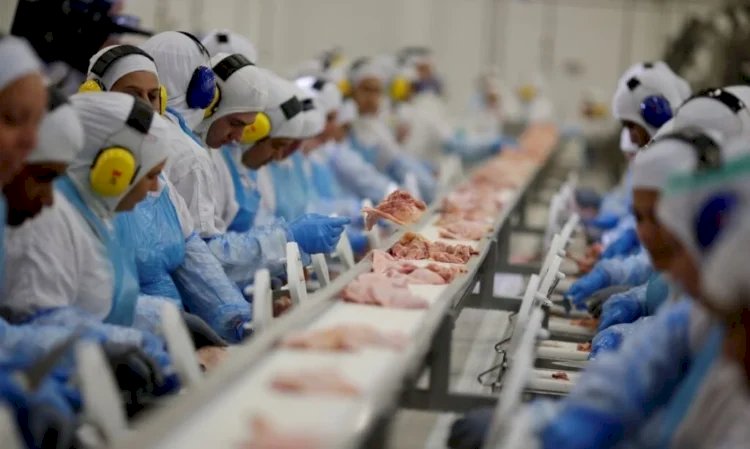 Preço dos ovos cai enquanto frango supera carne suína pela primeira vez em 22 anos