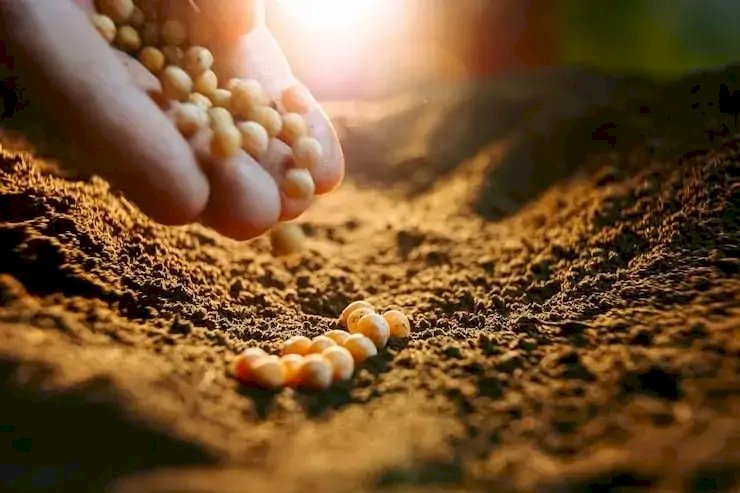 Corteva e Inari fecham acordo e encerram disputa sobre sementes de soja e milho