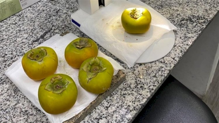 Praga quarentenária é encontrada em carga de caquis da Espanha