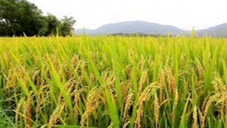 Arroz chega a R$ 82,85 e mercado reduz ritmo de alta