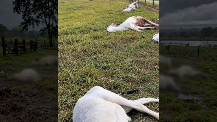 Raio mata 11 bovinos em MT e temporal provoca prejuízos em propriedades rurais