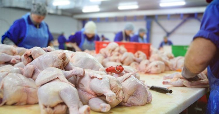 Exportações de frango se recuperam e atingem recorde trimestral