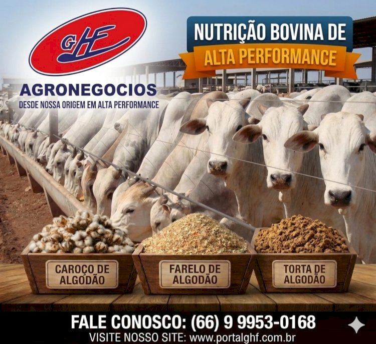 Entenda os fatores que podem impactar os preços da arroba nos próximos meses