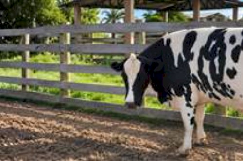 Vaca holandesa de 840 kg surpreende no abate e amplia debate sobre beef on dairy