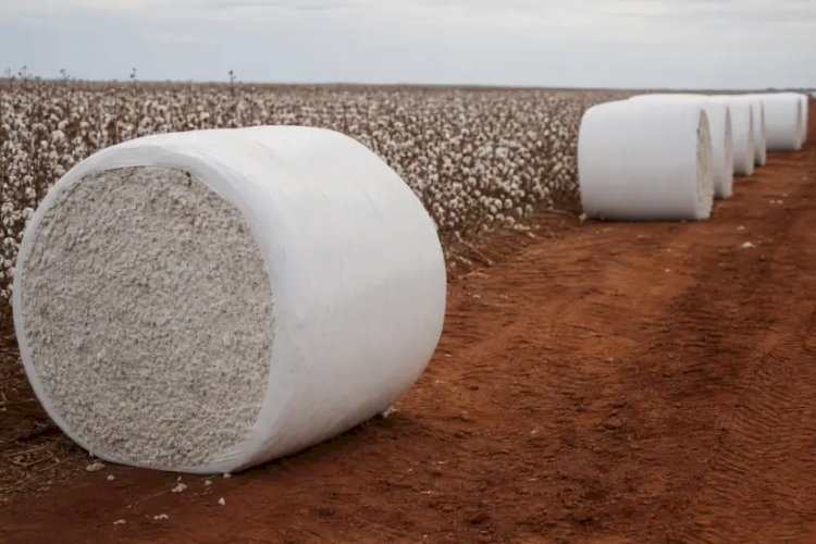 Cotações do algodão caem, mas mercado interno ainda supera exportação
