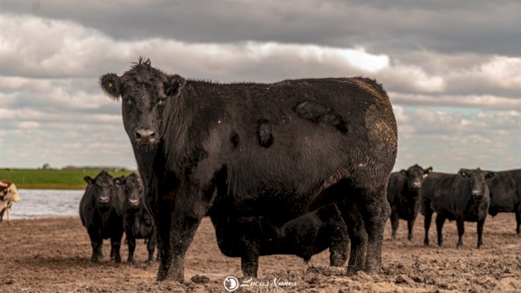 Carne Angus dá início à rota pelo Rio Grande do Sul