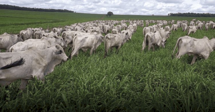 Da África ao Brasil: tecnologia de cerca elétrica pode ajudar a reduzir conflitos entre produção e animais silvestres