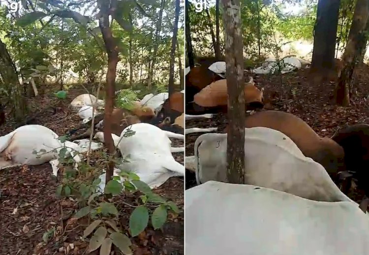 Raio mata 24 cabeças de gado em fazenda no Tocantins durante forte temporal
